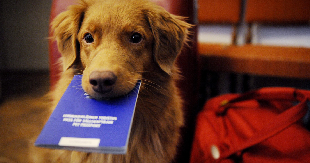 В Госдуму был внесен законопроект требующий регистрации домашних животных